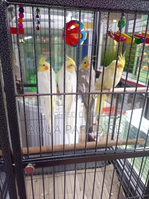 Cocktail Birds - main view