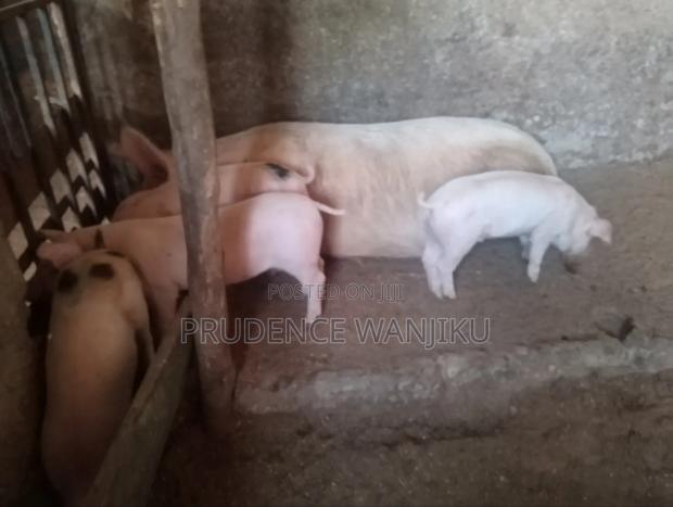 Piglets for Sale