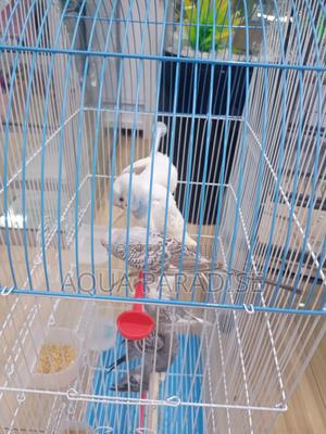 Budgies Birds - thumbnail 2