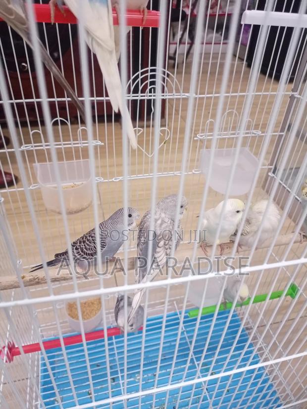 Budgies Birds - thumbnail 3
