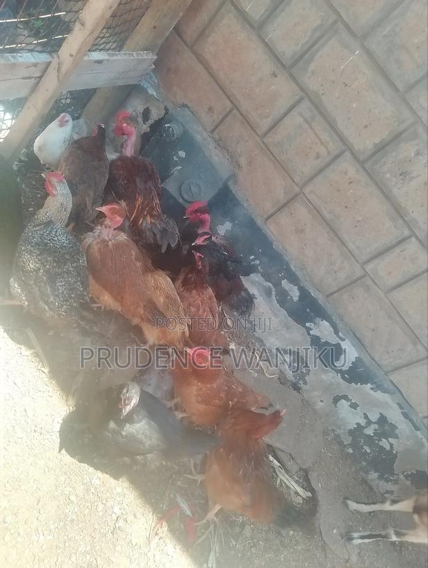 Improved Kiengeji Chicken - thumbnail 2