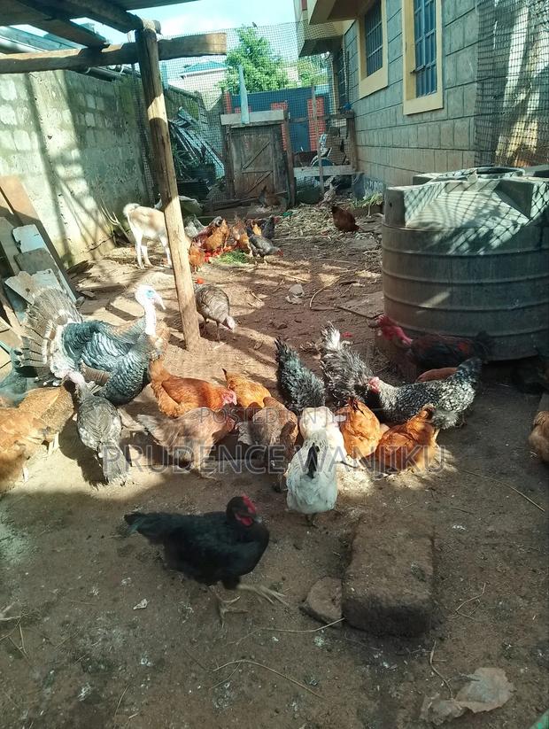 Improved Kiengeji Chicken - thumbnail 3
