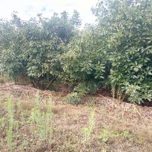 1 Acre for Sale in Sosiot, Njoro - thumbnail 2