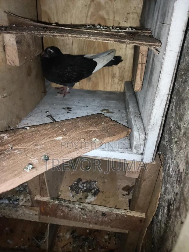 Pigeon for Sale - thumbnail 3