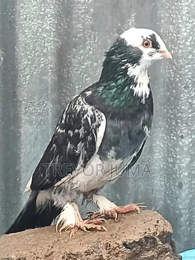 Pigeon for Sale - thumbnail 4