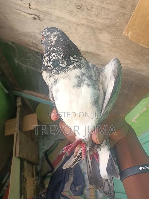 Pigeon for Sale - thumbnail 5