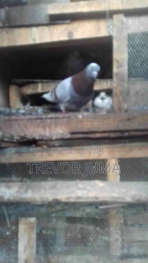 Pigeon for Sale - thumbnail 6