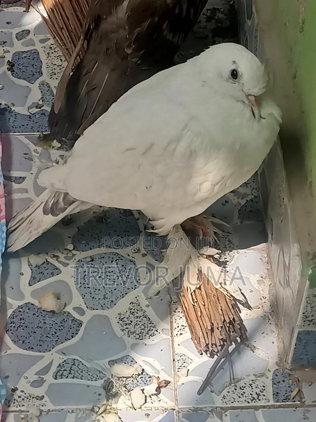 Pigeon for Sale - thumbnail 7