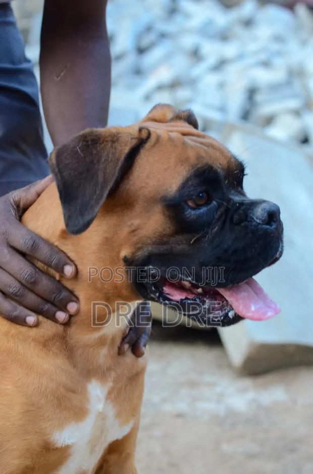1+ year Male Purebred Boxer