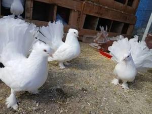 Pigeon for Sale - thumbnail 2