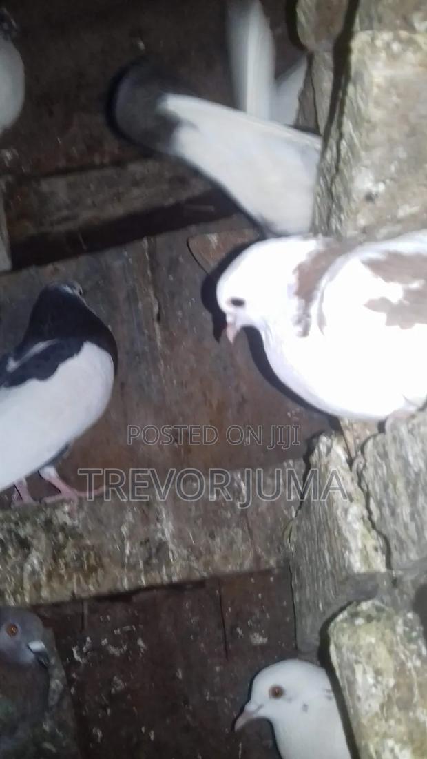 Pigeon for Sale - thumbnail 8
