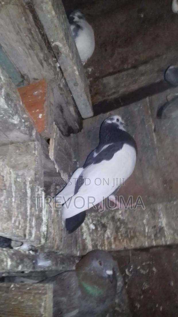 Pigeon for Sale - thumbnail 9