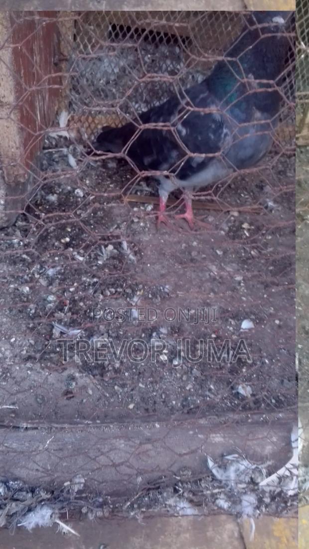Pigeon for Sale - thumbnail 10
