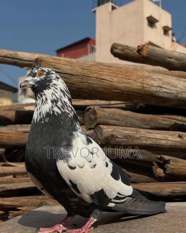 Pigeon for Sale - thumbnail 11