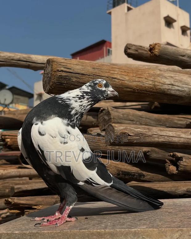 Pigeon for Sale - thumbnail 13