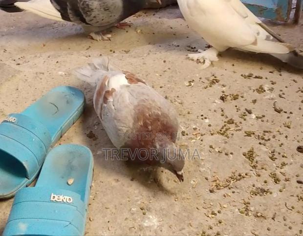 Pigeon for Sale - thumbnail 15