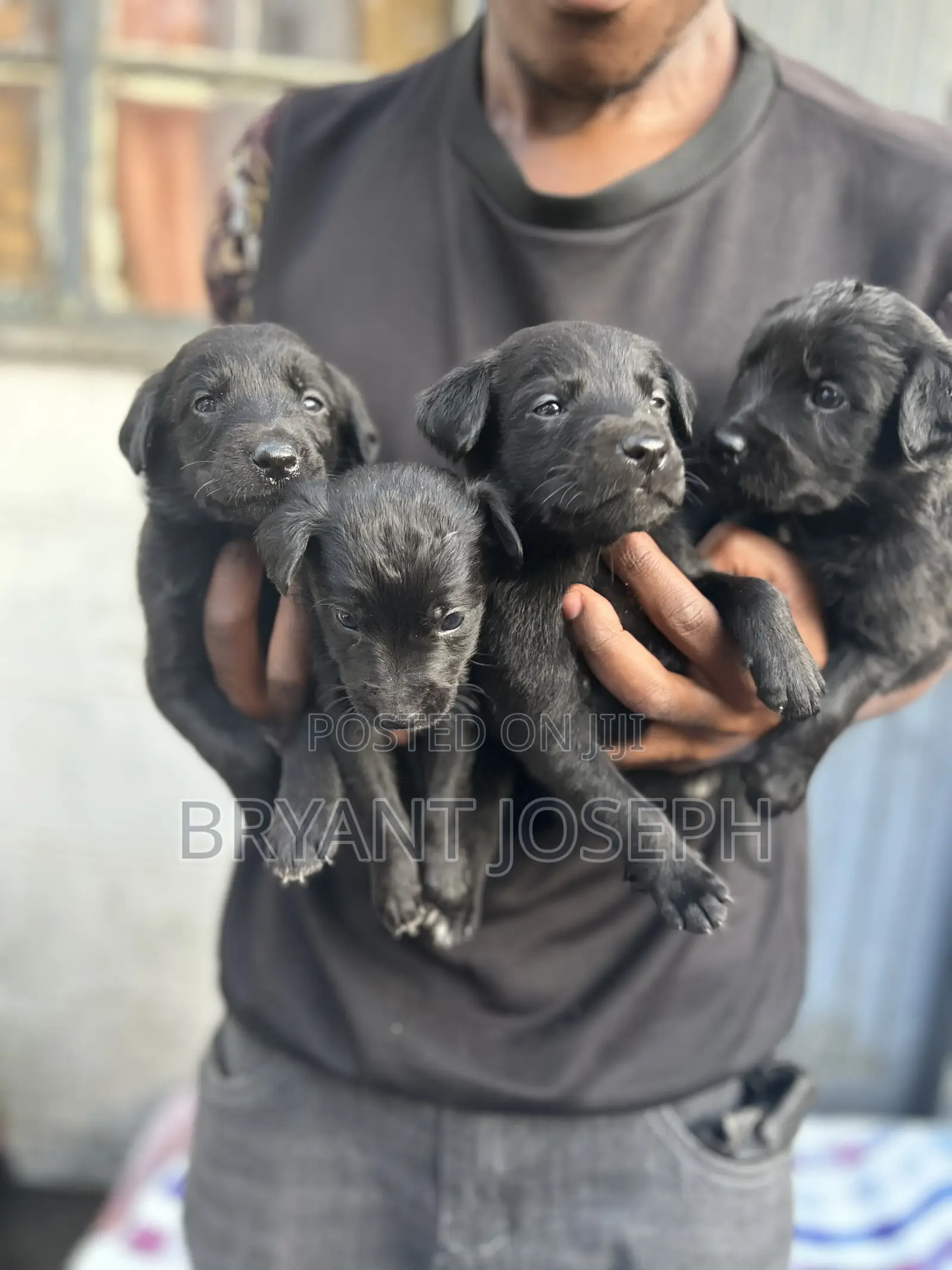 1-3 months Male Mixed Breed Labrador Retriever