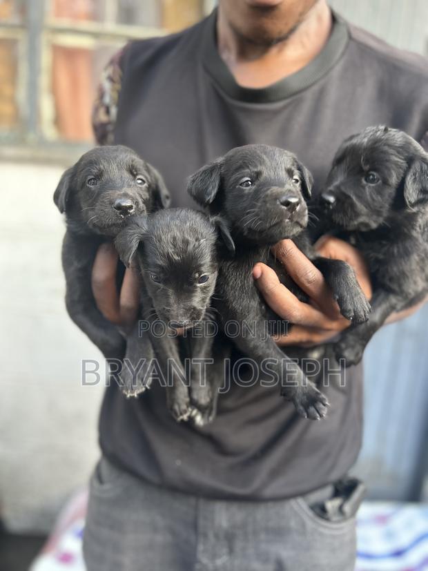 1-3 months Male Mixed Breed Labrador Retriever - thumbnail 7