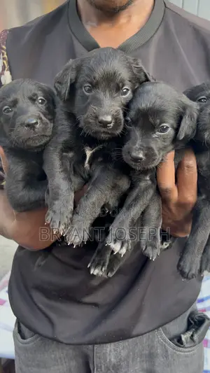 1-3 months Male Mixed Breed Labrador Retriever