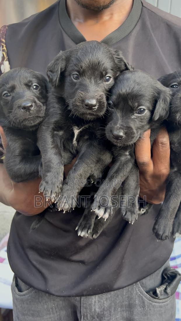 1-3 months Male Mixed Breed Labrador Retriever - thumbnail 2
