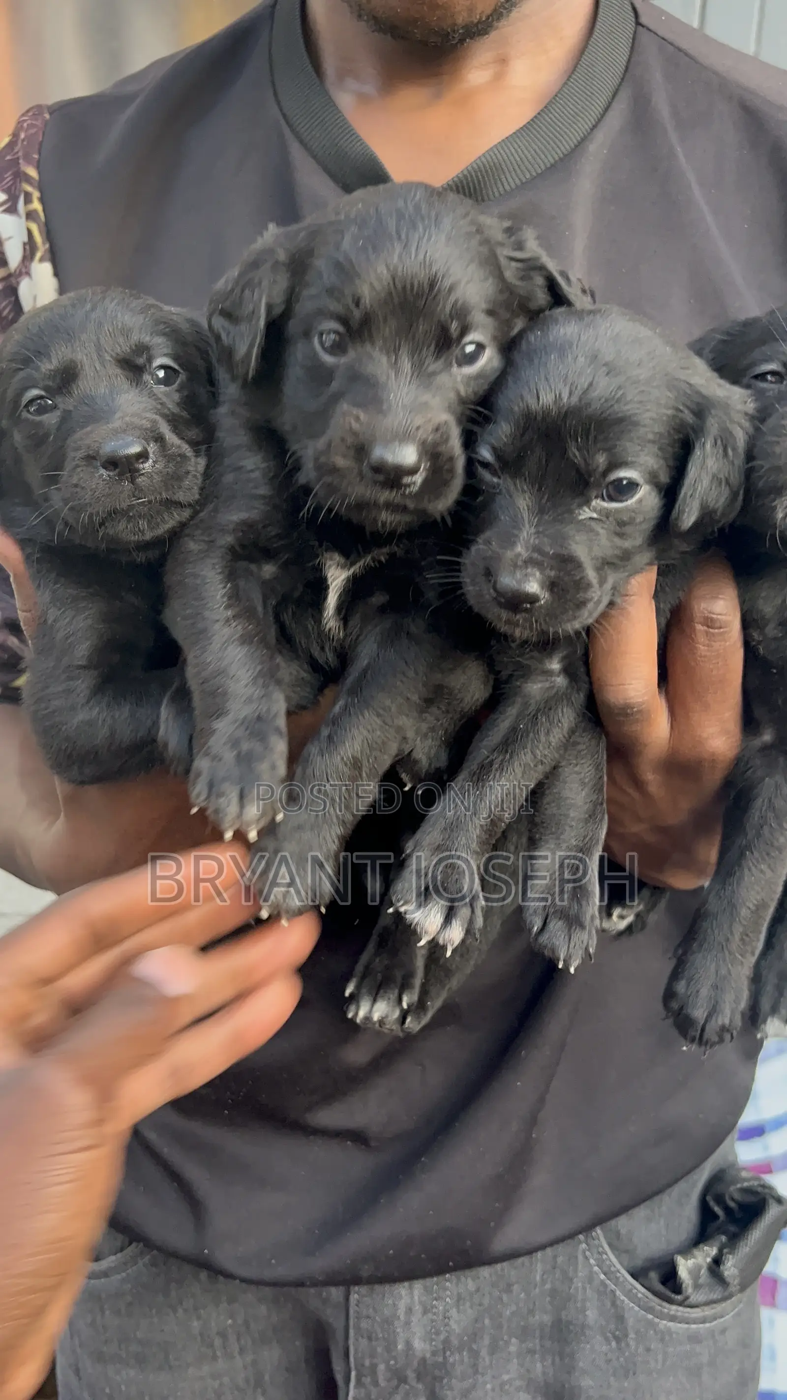 1-3 months Male Mixed Breed Labrador Retriever
