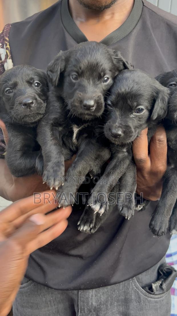 1-3 months Male Mixed Breed Labrador Retriever - thumbnail 4