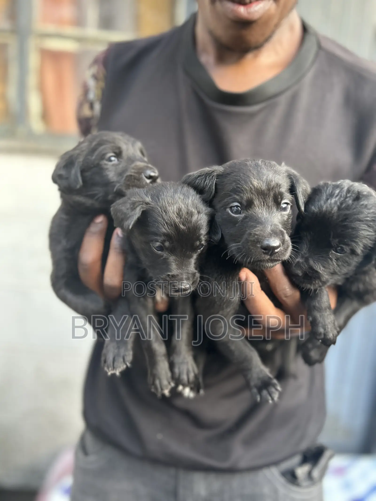 1-3 months Male Mixed Breed Labrador Retriever