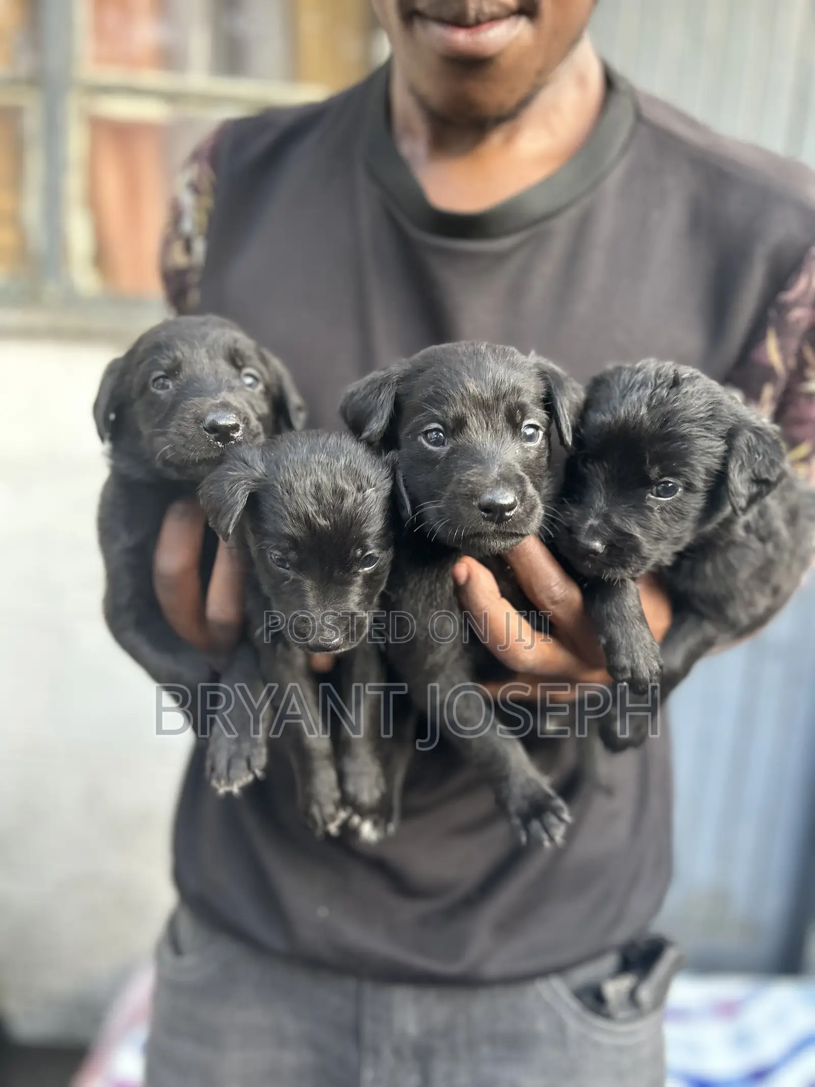 1-3 months Male Mixed Breed Labrador Retriever