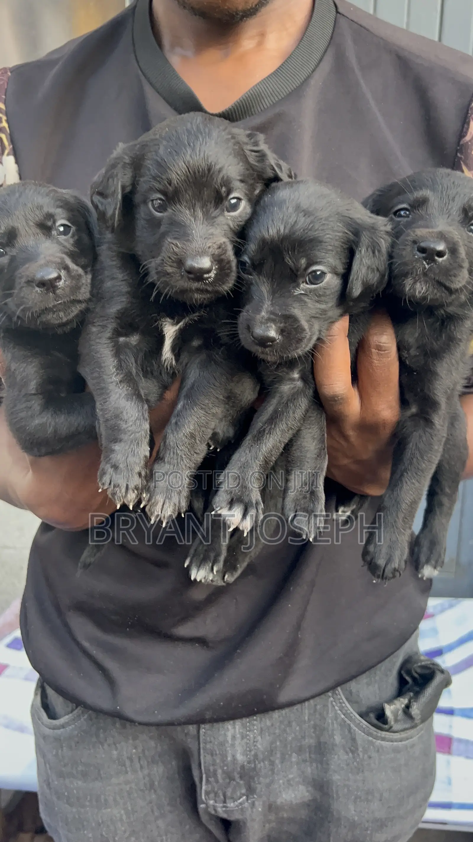 1-3 months Male Mixed Breed Labrador Retriever
