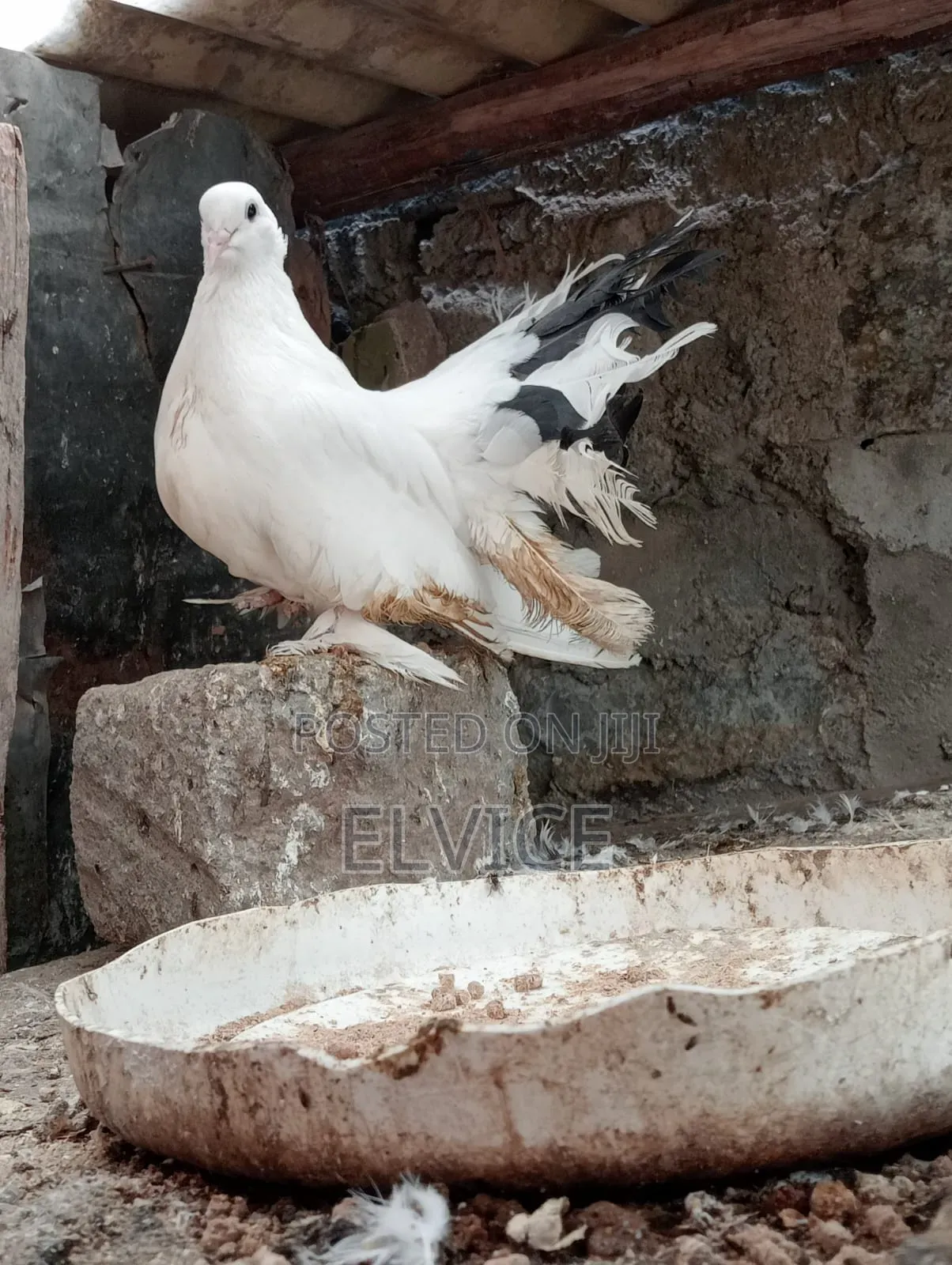 Fantail Pair