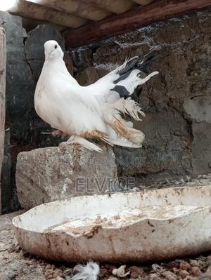 Fantail Pair - thumbnail 2