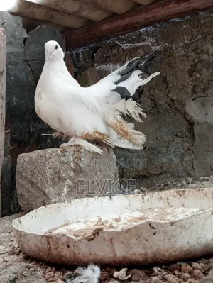 Fantail Pair