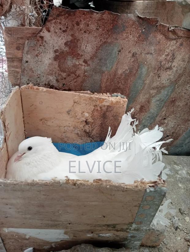 Fantail Pair - thumbnail 3