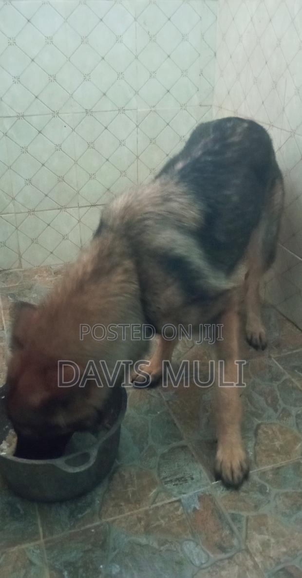 1+ year Male Mixed Breed German Shepherd - thumbnail 3