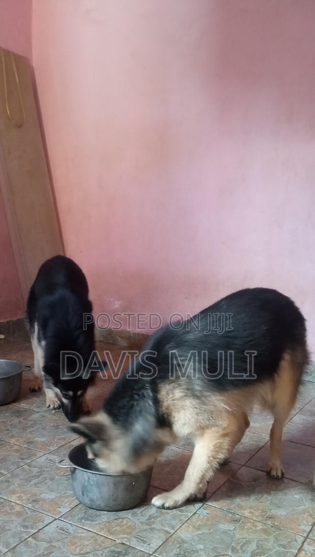 1+ year Male Mixed Breed German Shepherd - thumbnail 4