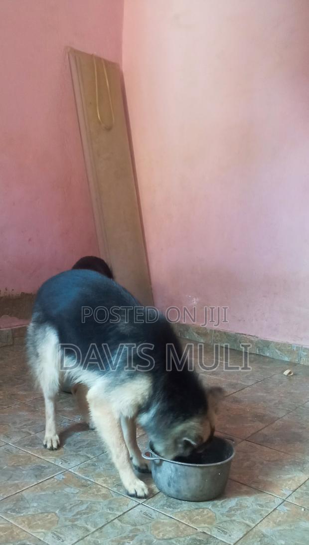 1+ year Male Mixed Breed German Shepherd - thumbnail 5