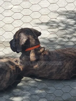 1-3 months Male Purebred Boerboel