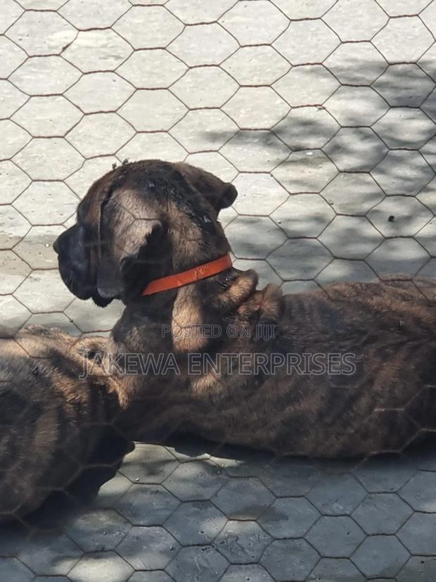 1-3 months Male Purebred Boerboel