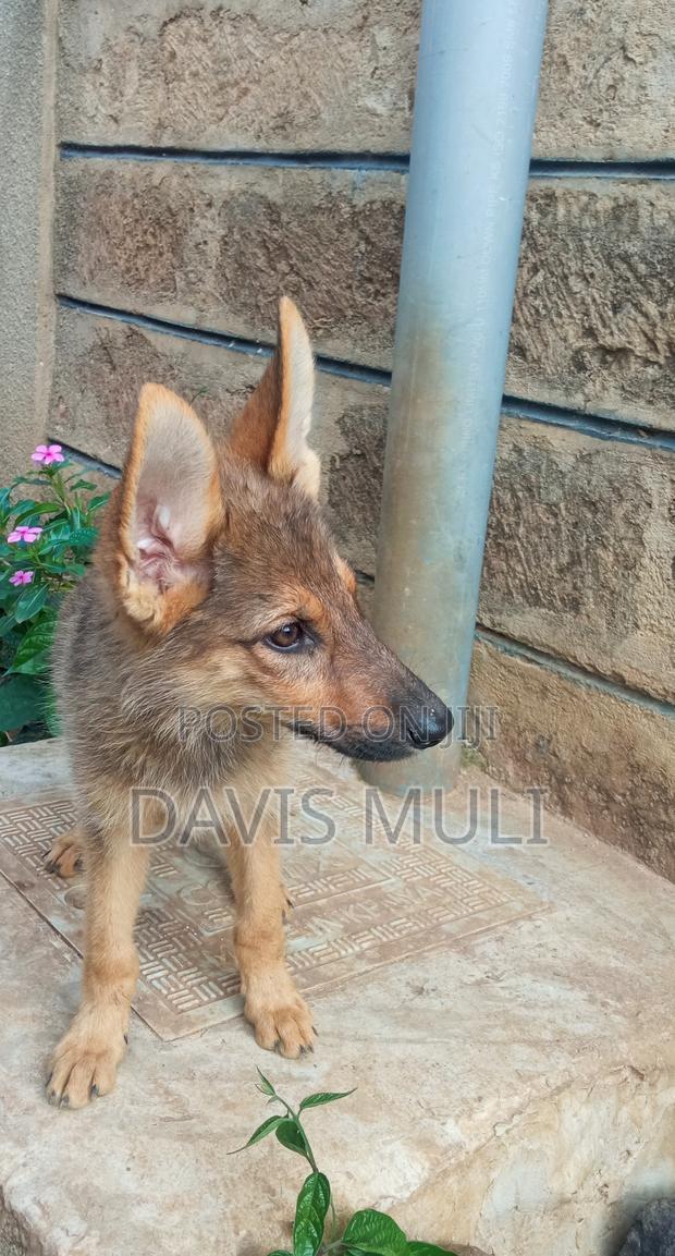 1-3 months Male Mixed Breed German Shepherd - thumbnail 3