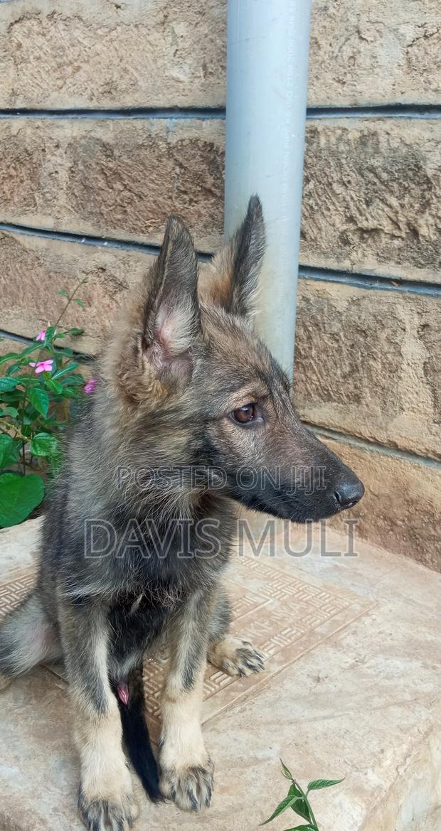 1-3 months Male Mixed Breed German Shepherd - thumbnail 4