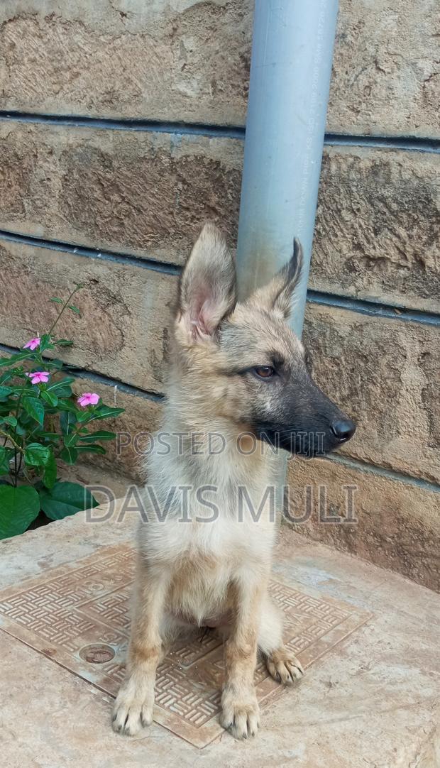 1-3 months Male Mixed Breed German Shepherd - thumbnail 5
