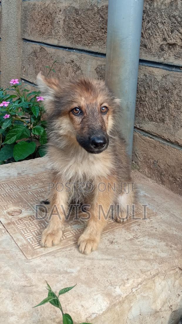 1-3 months Male Mixed Breed German Shepherd - thumbnail 6