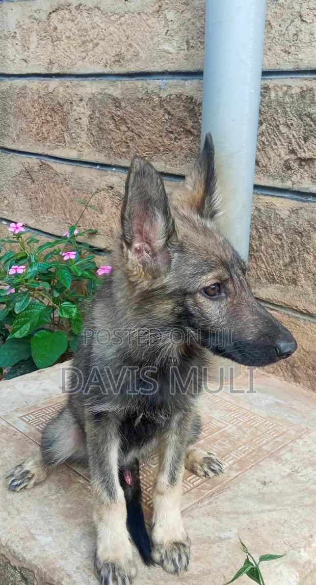 1-3 months Male Mixed Breed German Shepherd - thumbnail 7