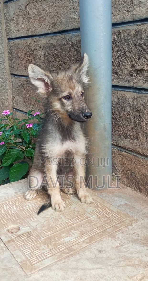1-3 months Male Mixed Breed German Shepherd - thumbnail 8