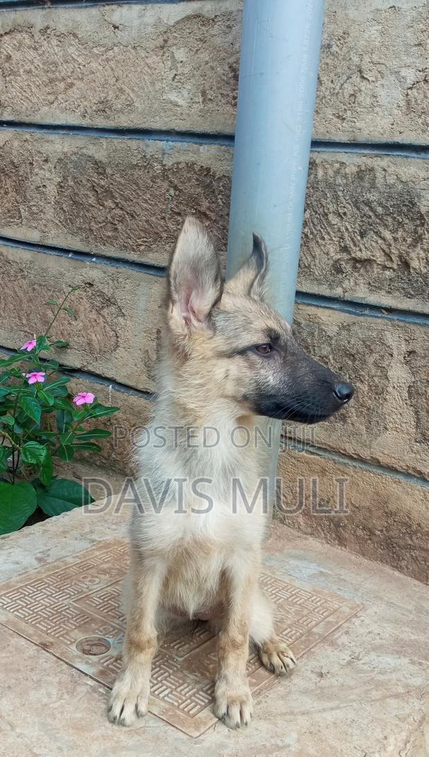 1-3 months Male Mixed Breed German Shepherd - thumbnail 9