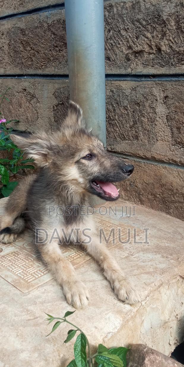1-3 months Male Mixed Breed German Shepherd - thumbnail 11