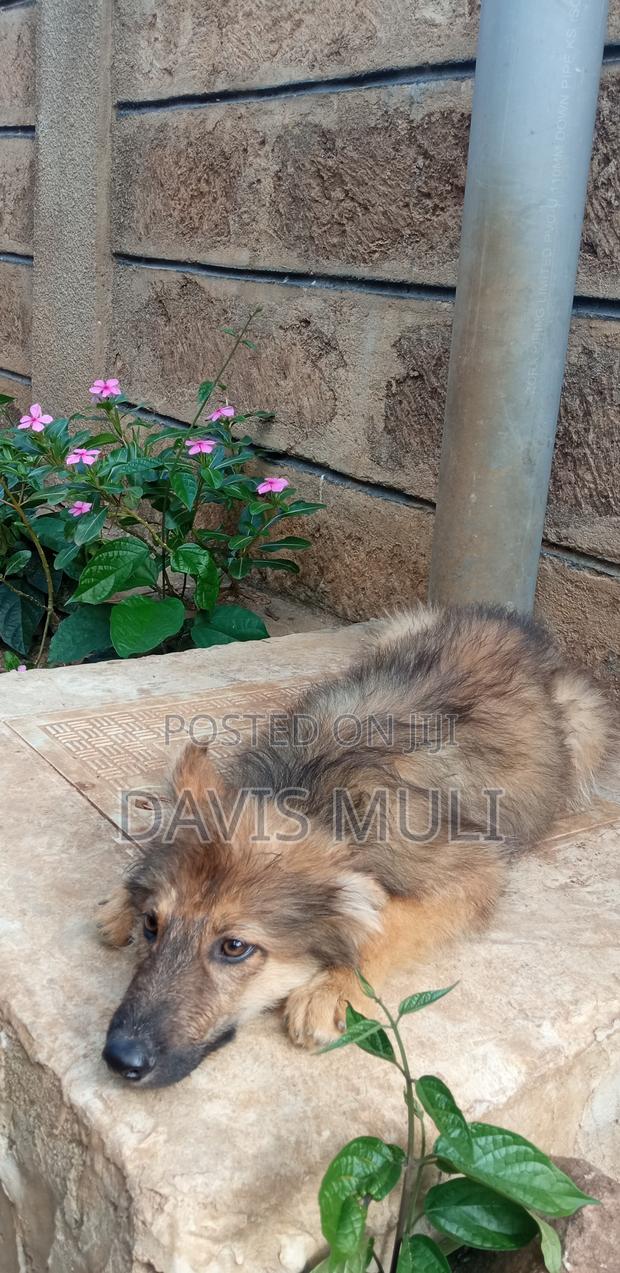1-3 months Male Mixed Breed German Shepherd - thumbnail 13