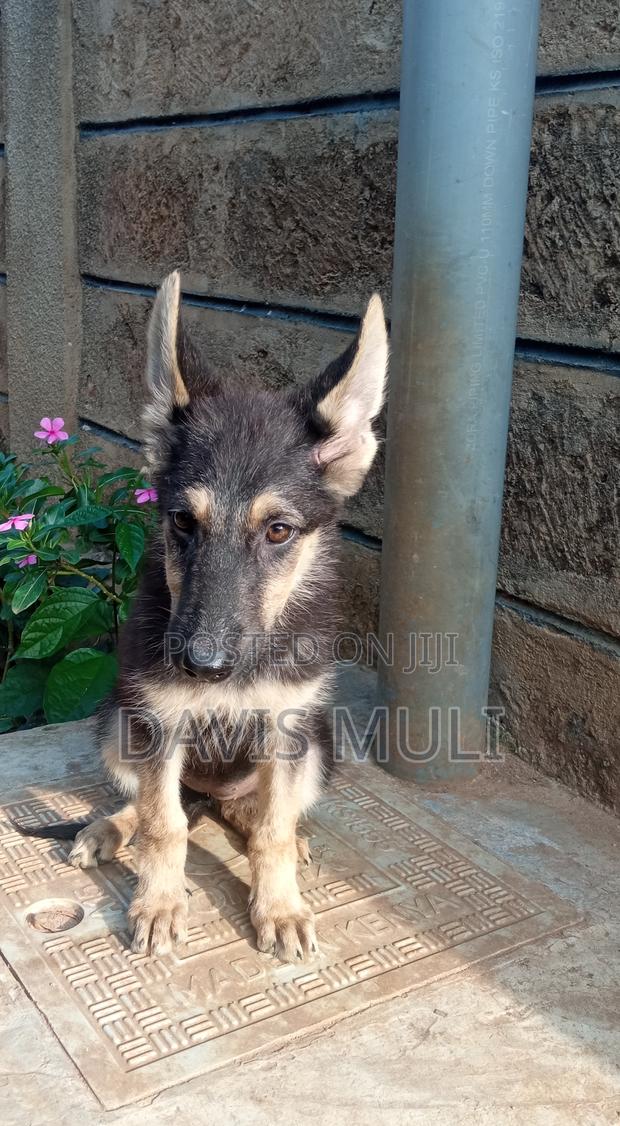 1-3 months Male Mixed Breed German Shepherd - thumbnail 10