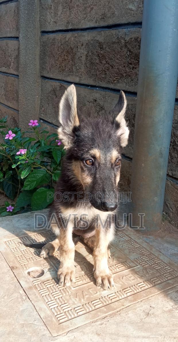 1-3 months Male Mixed Breed German Shepherd - thumbnail 12