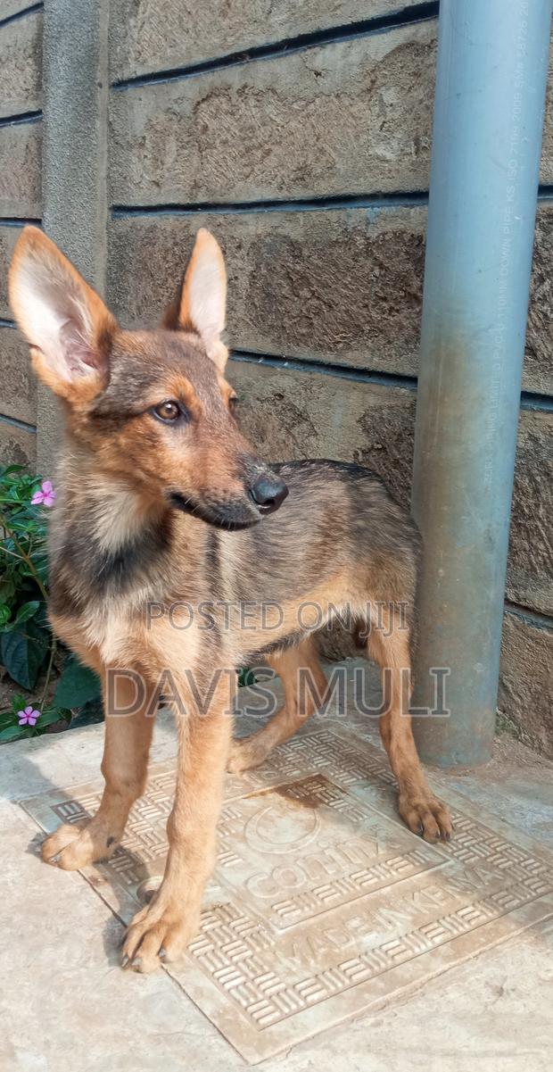 1-3 months Male Mixed Breed German Shepherd - thumbnail 14